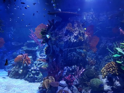 Atlantis 5.jpg