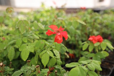Arroyomolinos coge color con casi 30.000 nuevas plantas de nuestro vivero 