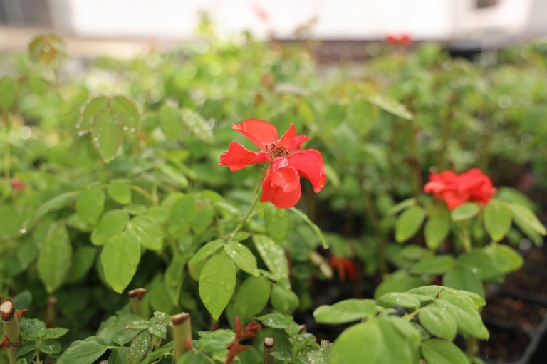 Arroyomolinos coge color con casi 30.000 nuevas plantas de nuestro vivero 