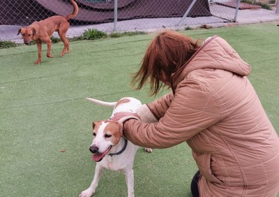 Arroyomolinos garantiza el bienestar de los animales al mejorar la gestión de su Centro de Protección