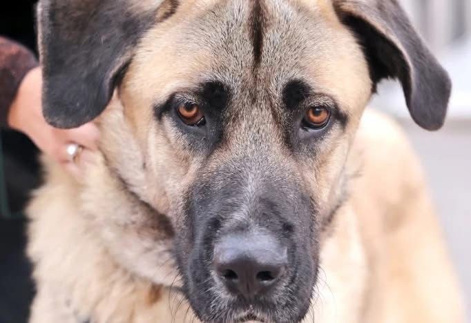 Arroyomolinos garantiza el bienestar de los animales al mejorar la gestión de su Centro de Protección