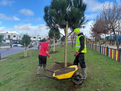 Arroyomolinos inicia su plan del arbolado con la plantación de 3.000 ejemplares y el arreglo de alcorques