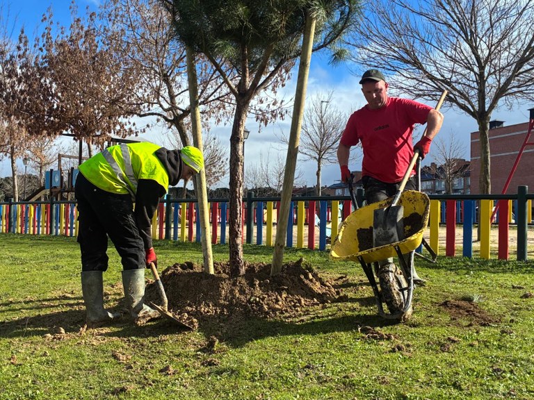 Arroyomolinos inicia su plan del arbolado con la plantación de 3.000 ejemplares y el arreglo de alcorques