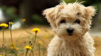 Ordenanza reguladora de la tenencia y protección de los animales