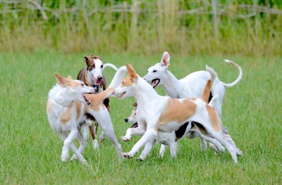 Asociación deportiva canina Arroyoperrunos 