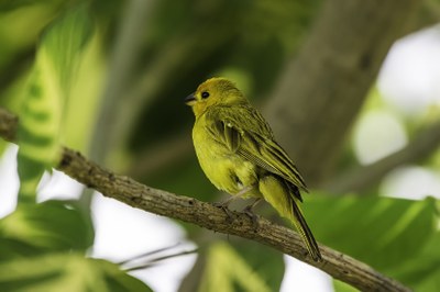 Club Ornitológico Pluma de Oro