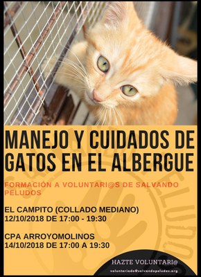 cartel gatos.jpg