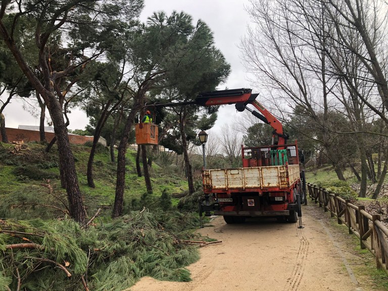 El Ayuntamiento comienza con los trabajos de reacondicionamiento de los pinares y espacios naturales afectados por el temporal Filomena 