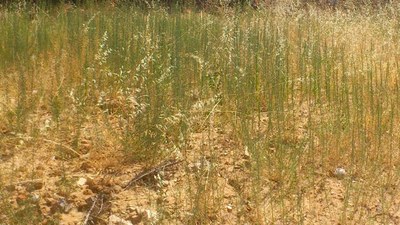 Nota del Ayuntamiento sobre los trabajos de desbroce de herbáceas en el municipio