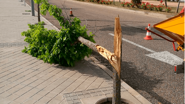 Las inclemencias meteorológicas provocan fracturas de árboles y pequeños desperfectos en Arroyomolinos