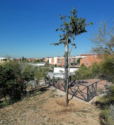 Se realiza la plantación de 16 árboles en el entorno de Avda. del Cantábrico