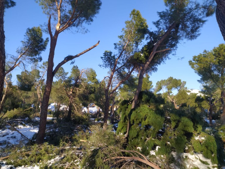  Guía rápida de información sobre el acceso a ayudas y subvenciones para la reparación de daños y desperfectos ocasionados por la tormenta Filomena